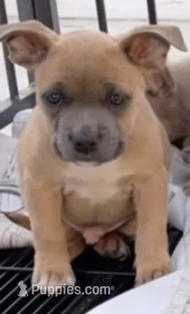 Bear – French Bulldog puppy for sale in San Bernardino, CA