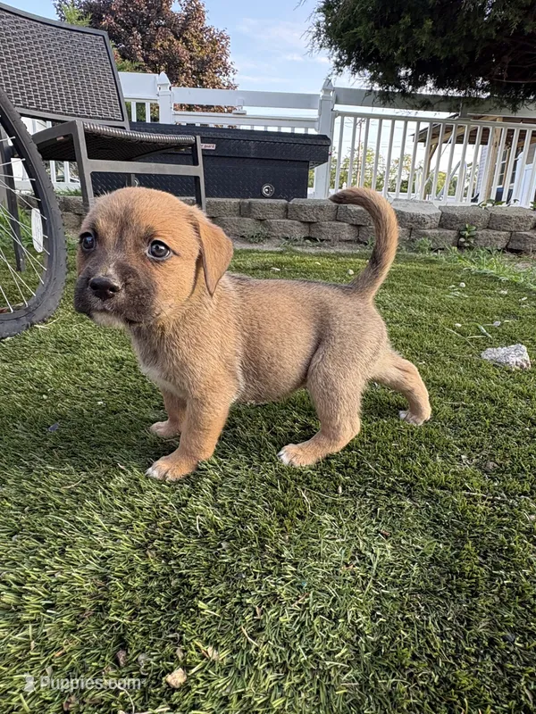 Puppy 2 – American Pit Bull Terrier, Golden Retriever puppy for sale in Egg Harbor Township, NJ