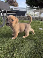Puppy 2, a female American Pit Bull Terrier and Golden Retriever for sale in Egg Harbor Township, NJ – 1 of 3