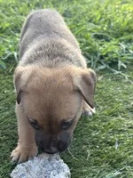 Puppy 2, a female American Pit Bull Terrier and Golden Retriever for sale in Egg Harbor Township, NJ – 2 of 3
