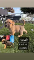 Puppy 2, a female American Pit Bull Terrier and Golden Retriever for sale in Egg Harbor Township, NJ – 3 of 3