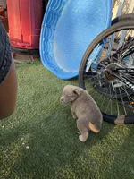 Puppy 1, a female American Pit Bull Terrier and Golden Retriever for sale in Egg Harbor Township, NJ – 3 of 3