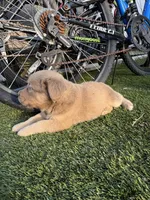 Puppy 1, a female American Pit Bull Terrier and Golden Retriever for sale in Egg Harbor Township, NJ – 2 of 3
