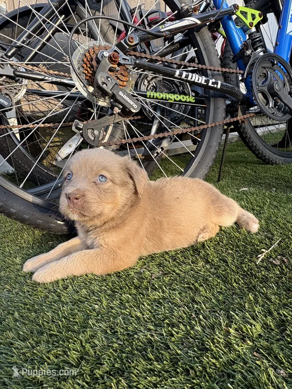 Puppy 1 – American Pit Bull Terrier, Golden Retriever puppy for sale in Egg Harbor Township, NJ