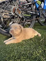 Puppy 1, a female American Pit Bull Terrier and Golden Retriever for sale in Egg Harbor Township, NJ – 1 of 3