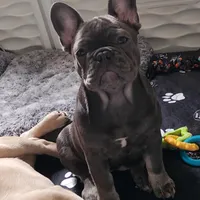 Ellie, a female French Bulldog for sale in Vinita, OK – Photo 6 of 7