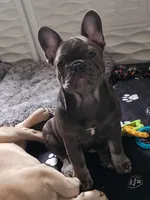 Ellie, a female French Bulldog for sale in Vinita, OK – Photo 6 of 7