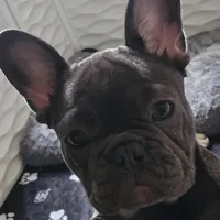 Ellie, a female French Bulldog for sale in Vinita, OK – Photo 4 of 7