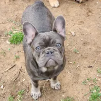 Ellie, a female French Bulldog for sale in Vinita, OK – Photo 2 of 7