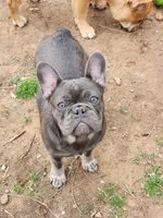 Ellie, a female French Bulldog for sale in Vinita, OK – Photo 2 of 7