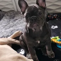 Ellie, a female French Bulldog for sale in Vinita, OK – Photo 5 of 7