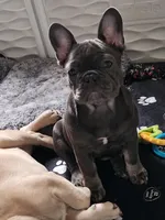 Ellie, a female French Bulldog for sale in Vinita, OK – Photo 5 of 7