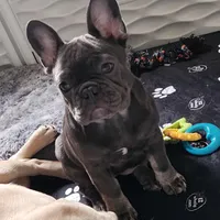 Ellie, a female French Bulldog for sale in Vinita, OK – Photo 7 of 7