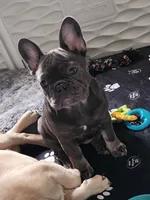 Ellie, a female French Bulldog for sale in Vinita, OK – Photo 7 of 7