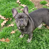 Ellie, a female French Bulldog for sale in Vinita, OK – Photo 1 of 7