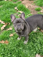 Ellie, a female French Bulldog for sale in Vinita, OK – Photo 1 of 7