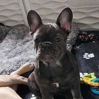 Ellie, a female French Bulldog for sale in Vinita, OK – Photo 3 of 7