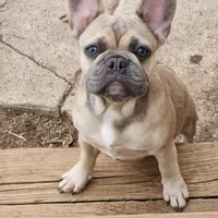 Millie, a female French Bulldog for sale in Vinita, OK – Photo 1 of 10