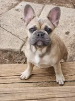 Millie, a female French Bulldog for sale in Vinita, OK – Photo 1 of 10