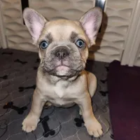 Millie, a female French Bulldog for sale in Vinita, OK – Photo 8 of 10