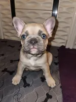 Millie, a female French Bulldog for sale in Vinita, OK – Photo 8 of 10