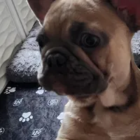 Millie, a female French Bulldog for sale in Vinita, OK – Photo 7 of 10