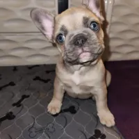 Millie, a female French Bulldog for sale in Vinita, OK – Photo 10 of 10