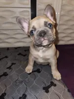 Millie, a female French Bulldog for sale in Vinita, OK – Photo 10 of 10
