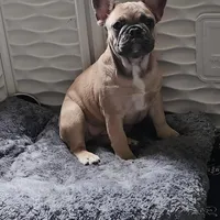 Millie, a female French Bulldog for sale in Vinita, OK – Photo 4 of 10