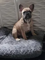 Millie, a female French Bulldog for sale in Vinita, OK – Photo 4 of 10