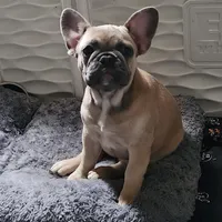 Millie, a female French Bulldog for sale in Vinita, OK – Photo 5 of 10