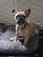 Millie, a female French Bulldog for sale in Vinita, OK – Photo 5 of 10