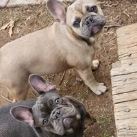 Millie, a female French Bulldog for sale in Vinita, OK – Photo 2 of 10