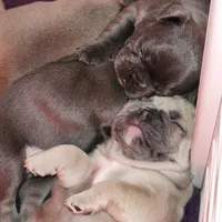 Millie, a female French Bulldog for sale in Vinita, OK – Photo 9 of 10