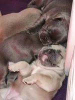 Millie, a female French Bulldog for sale in Vinita, OK – Photo 9 of 10