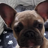 Millie, a female French Bulldog for sale in Vinita, OK – Photo 3 of 10