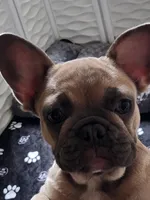 Millie, a female French Bulldog for sale in Vinita, OK – Photo 3 of 10