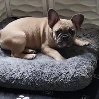 Millie, a female French Bulldog for sale in Vinita, OK – Photo 6 of 10