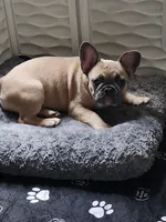 Millie, a female French Bulldog for sale in Vinita, OK – Photo 6 of 10