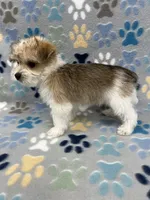 Chief, a male Morkie for sale in Sycamore, GA – 10 of 10