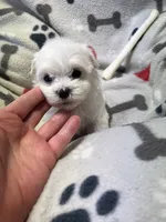 Jeffery , a male Maltese for sale in Sycamore, GA – 5 of 7