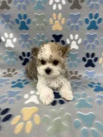 Charmer, a male Morkie for sale in Sycamore, GA – 4 of 10