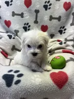 Justin, a male Maltese for sale in Sycamore, GA – 2 of 10