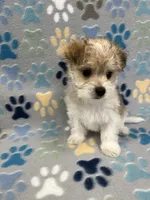 Chief, a male Morkie for sale in Sycamore, GA – 4 of 10