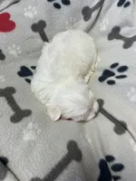Max, a male Maltese for sale in Sycamore, GA – 4 of 7
