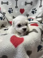 Jeffery , a male Maltese for sale in Sycamore, GA – 6 of 7
