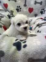 Jake, a male Maltese for sale in Sycamore, GA – 7 of 7
