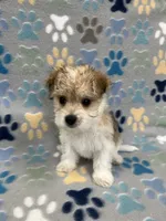 Chief, a male Morkie for sale in Sycamore, GA – 7 of 10