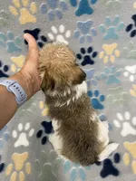 Lucky, a male Morkie for sale in Sycamore, GA – 5 of 10
