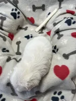 Jeffery , a male Maltese for sale in Sycamore, GA – 3 of 7